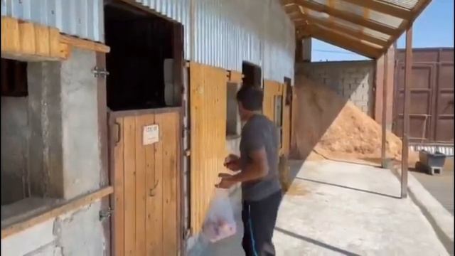 А я люблю глаза лошадей. В них можно целиком увидеть свое отражение. Вставь лайк и пишите коммент? смотреть онлайн