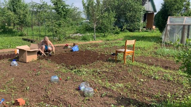 ДАЧА: Высадила ? и ? // Гости // Открыли сезон?⛅️ #баклажаны #дача #перец #перцы #огород смотреть онлайн