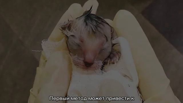 Как помочь кошке при родах в домашних условиях смотреть онлайн