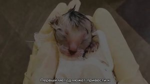 Как помочь кошке при родах в домашних условиях