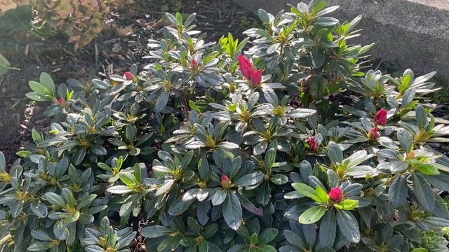 Bloom-A-Thon Red Azalea - Remove Dead Flower Buds December 14 смотреть онлайн