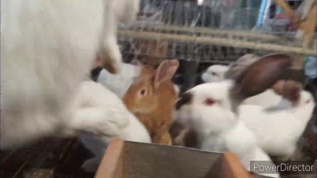 Вес кроликов в 83 дня. смотреть онлайн