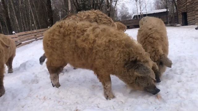 Зачем держать Свиней и Баранов когда есть СвиноБараны.??? смотреть онлайн