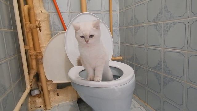 Котенок "ходит" в унитаз смотреть онлайн