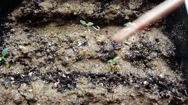 ВЕРБЕНА. ПЕРВЫЕ ВСХОДЫ СЕМЯН. РАССАДЕ 9 ДНЕЙ. смотреть онлайн