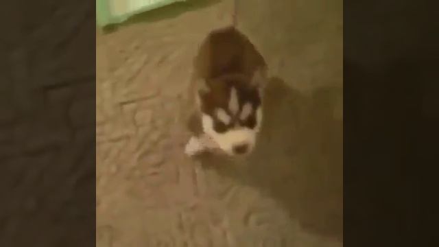 Sit... Speak. "F**k!" Good boy. смотреть онлайн