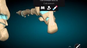 камбаловидная мышца/иннервация. действие. начало. прикрепление.