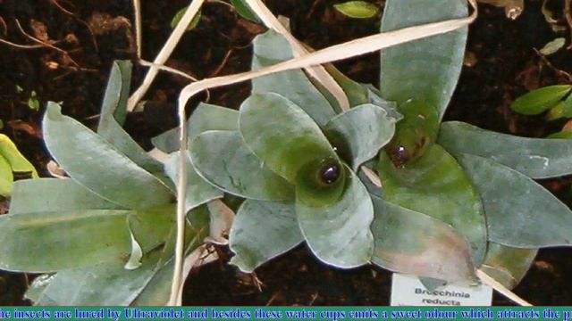 PLANTS THAT YOU DID NOT KNOW EXSIT смотреть онлайн