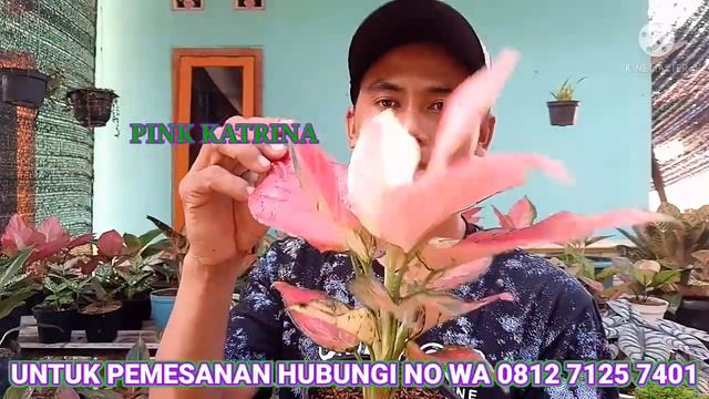OBRAL AGLONEMA LOKAL DAN GRATIS ONGKIR KESELURUH INDONESIA смотреть онлайн