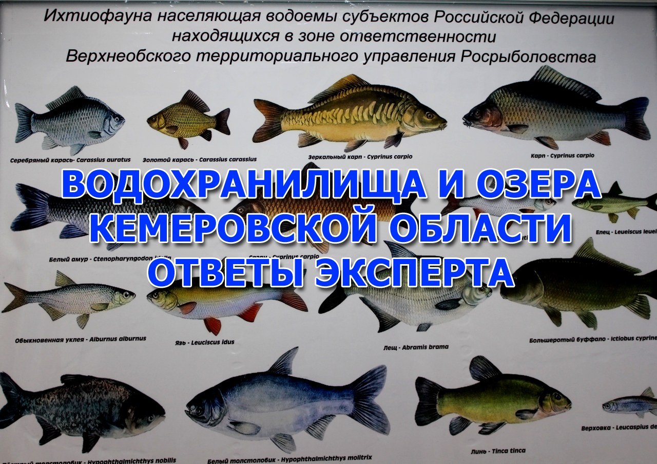 Водохранилища и озера Кемеровской области. (рыбалка и рыбы) смотреть онлайн
