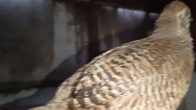 Золотой фазан набирает цвет ! смотреть онлайн