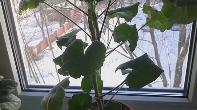 Первое цветение Герани Пеларгонии в январе Комнатные растения смотреть онлайн