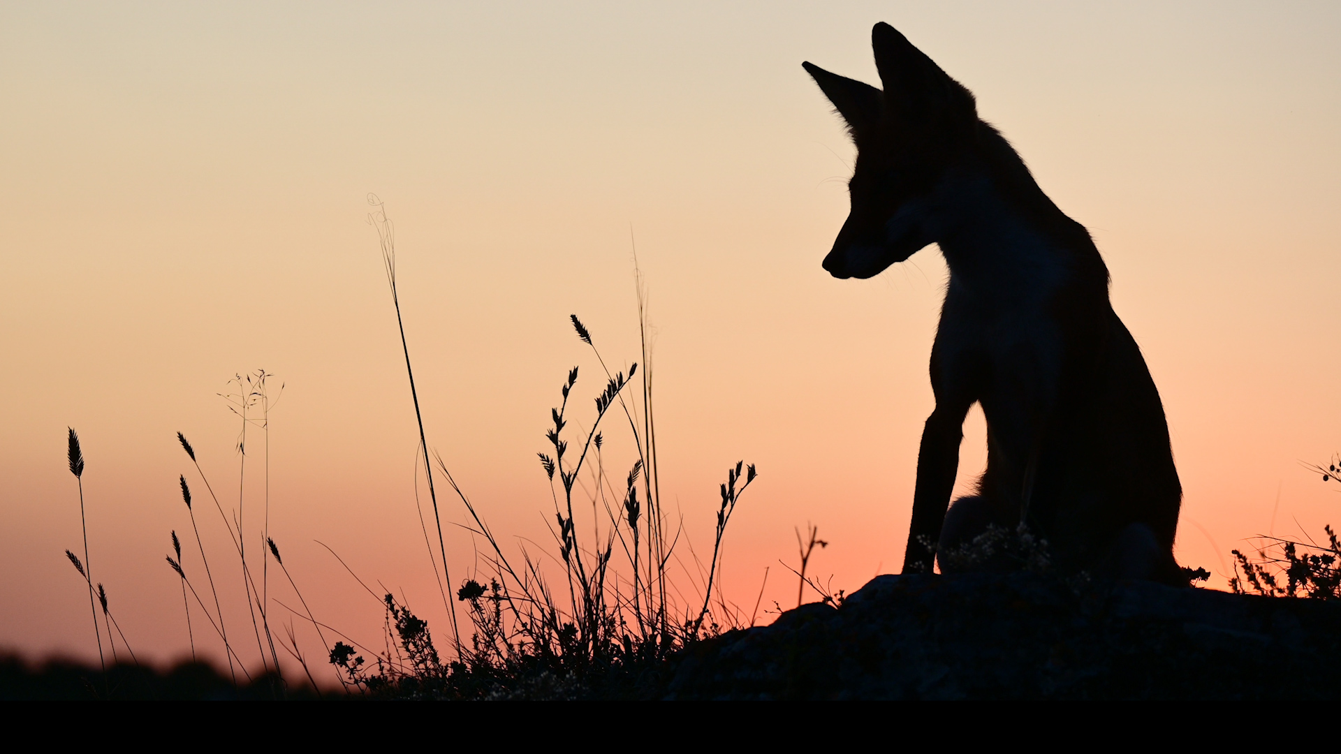 Лиса на закате смотреть онлайн