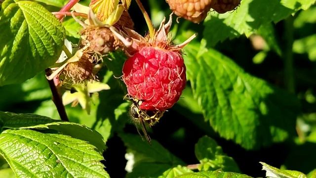 осы съели всю малину #the Wasp Ate Raspberries #villagelife