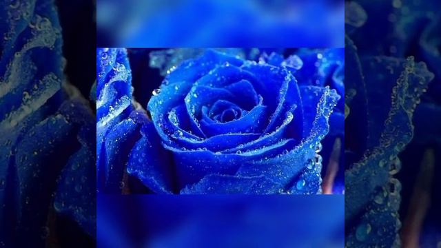 СИНИЕ РОЗЫ смотреть онлайн
