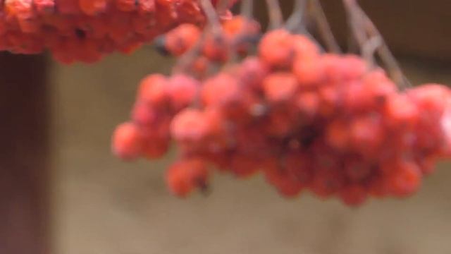 ПРИЯТНОЕ ВИДЕО Расслабляющие слоумо на даче смотреть онлайн