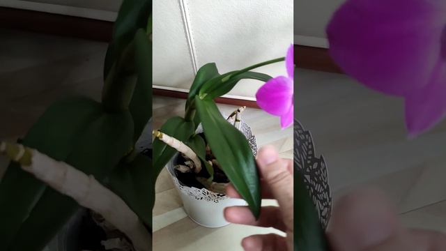 дендрофаленопсис смотреть онлайн