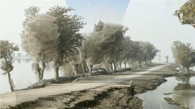 Моль горностаевая черемуховая смотреть онлайн