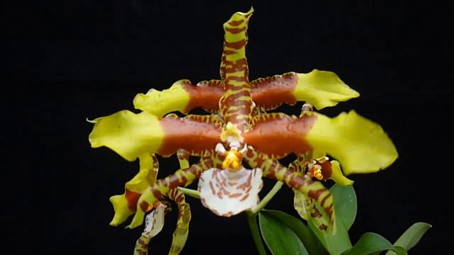 Rossioglossum Rawdon Jester смотреть онлайн