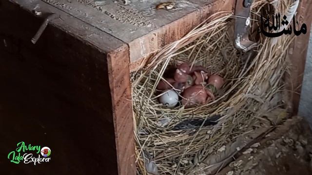 java sparrow Breeding Progress |11_11_22|Java sparrow care in winter season | смотреть онлайн