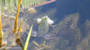 Как квакает лягушка