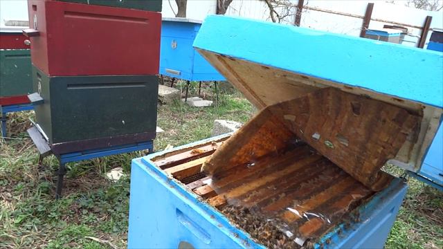 Сезон начался, пчела работает, 4.03.2018 г. смотреть онлайн