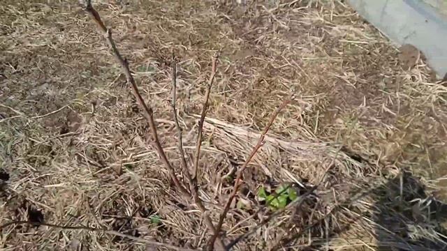 КАК НА ВСЁ ЛЕТО ИЗБАВИТЬСЯ ОТ БОЛЕЗНЕЙ В САДУ Чем опрыскать сад. смотреть онлайн