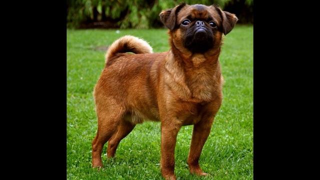 Пти-брабансон Описание породы смотреть онлайн