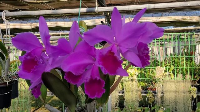 Cattleya Labiata