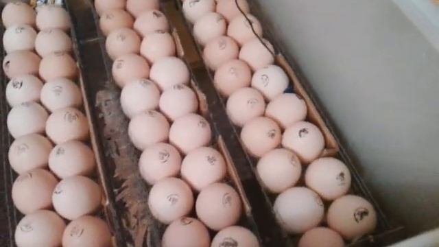 Инкубация крупного яйца Кобб 500. смотреть онлайн