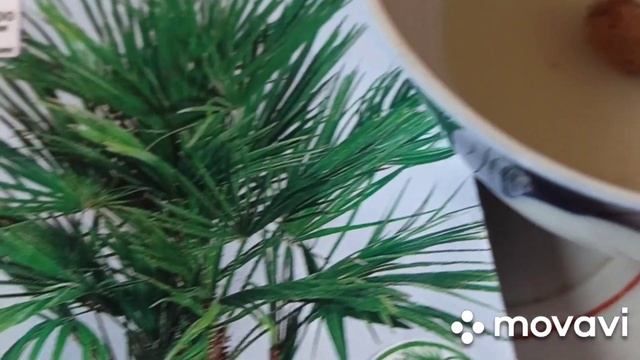 ПАЛЬМА ХАМЕРОПС УРУҒЛАРИНИ ЭКИШ. смотреть онлайн