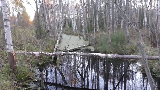 Какая польза от бобров смотреть онлайн