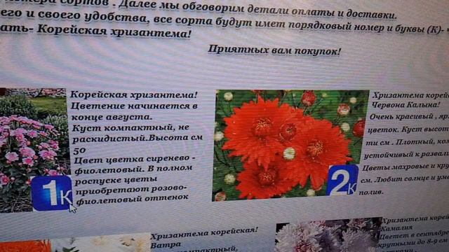 Хризантемы мультифлора и корейская почтой. Сайт для удобства заказа смотреть онлайн