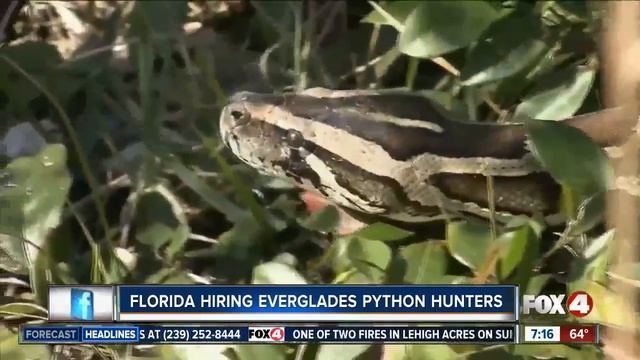Florida offers minimum wage in new python hunting program смотреть онлайн