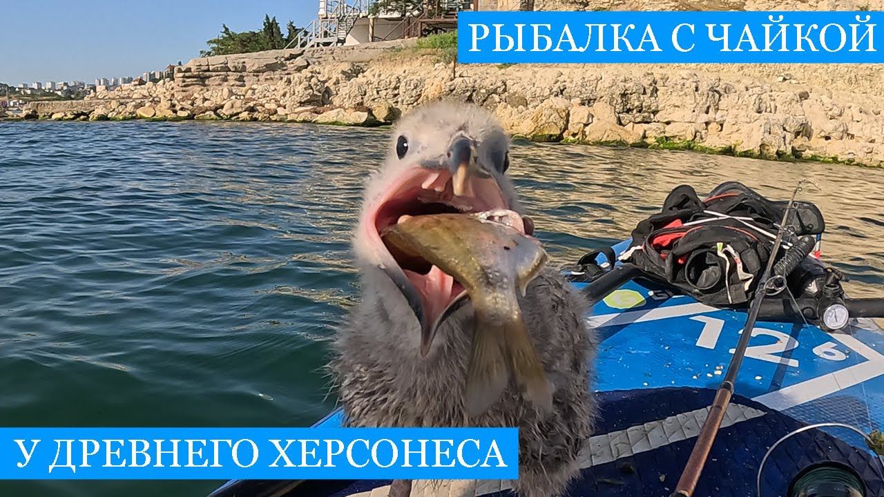 Рыбалка с ЧАЙКОЙ у Древнего Херсонеса!! - Устрицы, рапаны, мидии и рыба, ныряем и рыбачим с САПа!!)) смотреть онлайн