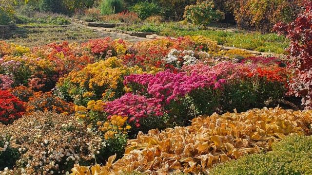 "Эта бесстыжая рыжая осень..." Стих.Л.Лэнц, фото Ботанический сад, Владивосток, октябрь 2022 смотреть онлайн
