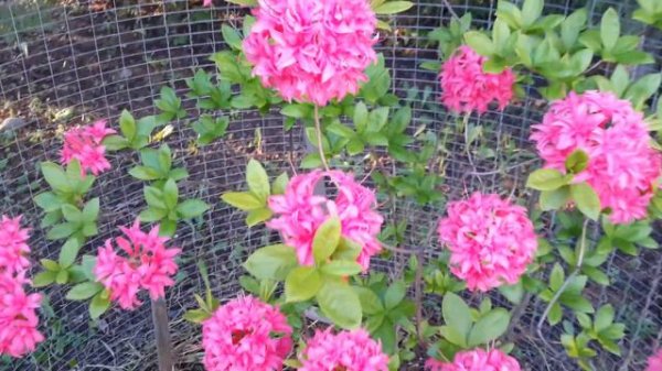 Azalia Sesili и Azalia Homebush видео 17.05.2023 РАЙСКИЙ САД БОГОРОДИЦЫ