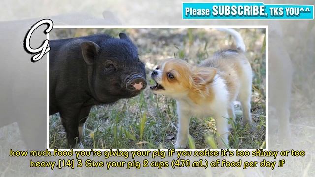 Comment avoir un cochon ventru pour un animal de compagnie | Perdre du poids смотреть онлайн