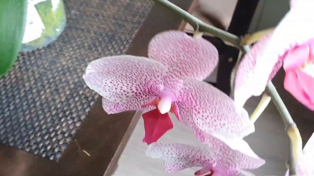 Орхидея "Сезам" Домашнее цветение//Любительница МХА смотреть онлайн