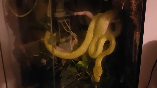 Green Tree Python Paludarium Explained & Update смотреть онлайн