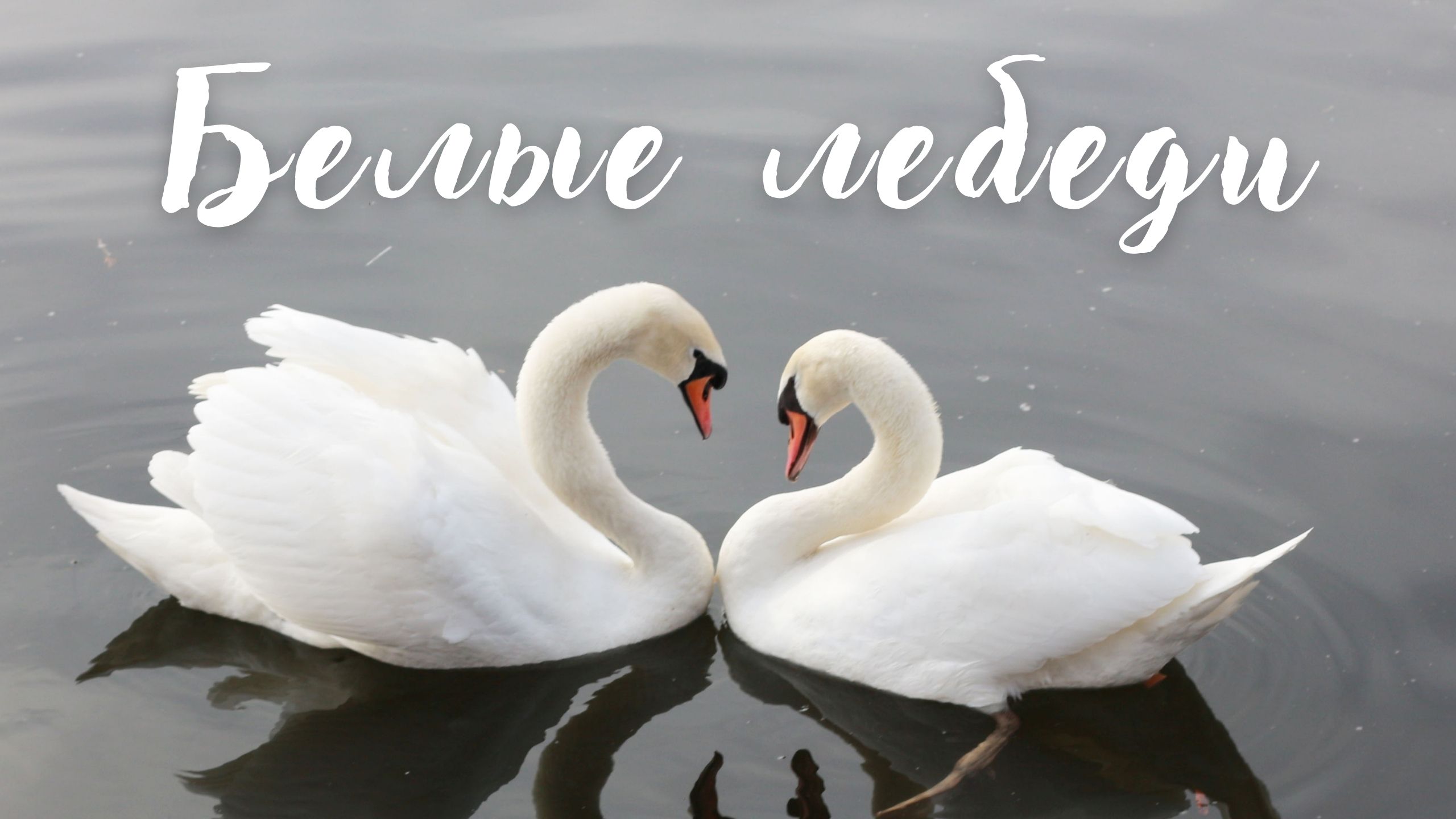 Белые лебеди. Инструментальная музыка Сергея Чекалина. Музыка для души. смотреть онлайн