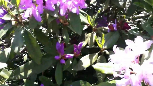 Fly By Rhododendron Bouquets en pompon et ronds смотреть онлайн