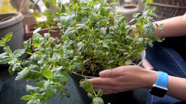 Growing Mint in Containers - Planting, Harvesting, and Pruning смотреть онлайн