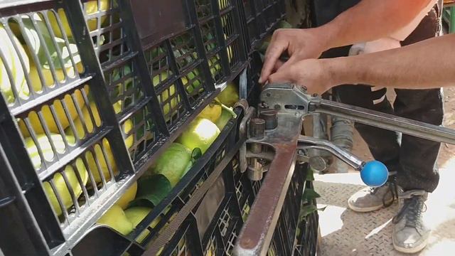 🇪🇦🍋Сколько можно заработать на лимонах?! 🍌И растут ли бананы в Испании?! Limones,Bananas España. смотреть онлайн