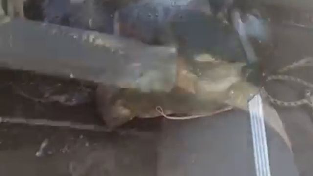 Поймали на Волге Огромного Сома на 35 кг/Рыбалка/Конаково/Сентябрь 2018г смотреть онлайн