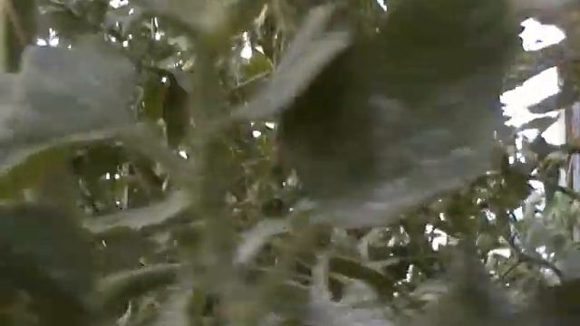 Отличный сортовой Томат для вашего участка желтый МАНДАРИН, посадите - не пожалеете! смотреть онлайн