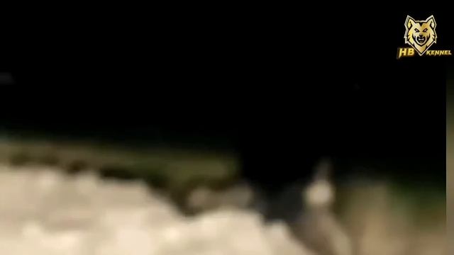 Dog beat the Leopard 1vs1| Top 10 Amazing Moments Dog vs Leopard смотреть онлайн