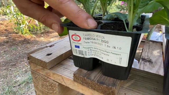 ORTO a SETTEMBRE: Come scegliere le PIANTINE INVERNALI per garantire un RACCOLTO SCALARE смотреть онлайн