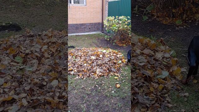 Щенок добермана играет с кучей листьев.Осень. 2022. смотреть онлайн