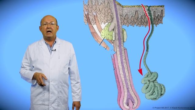 Строение Кожи смотреть онлайн